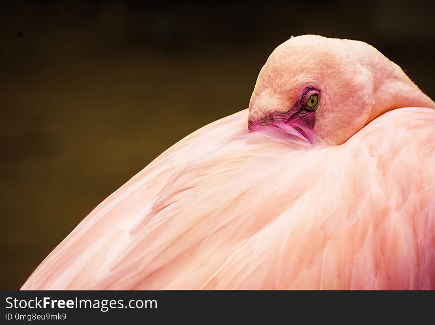 Close Up Pink flamingo . Close Up Pink flamingo .