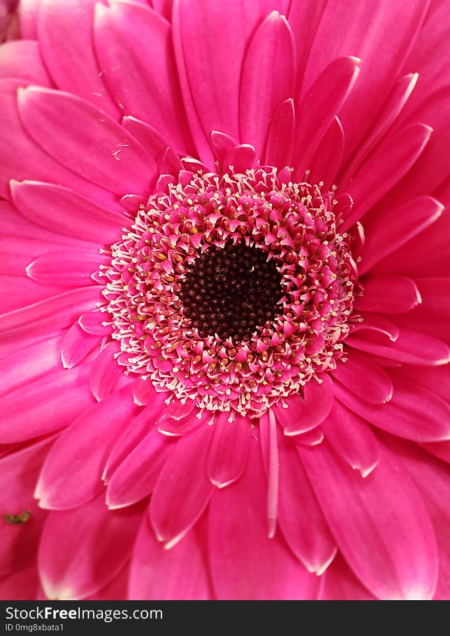 approach to pink gerbera flower, background and texture