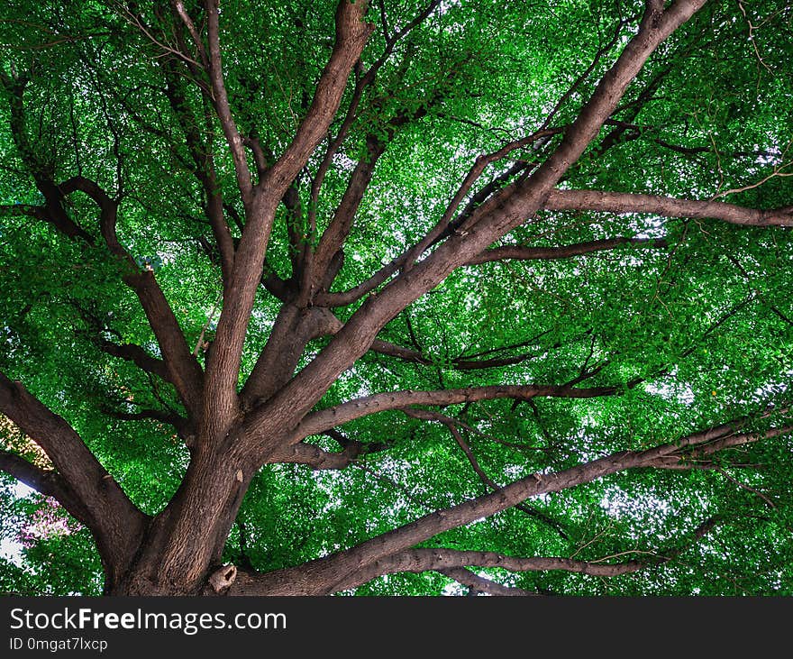 Leaf and tree,sunshine and Beautiful nature