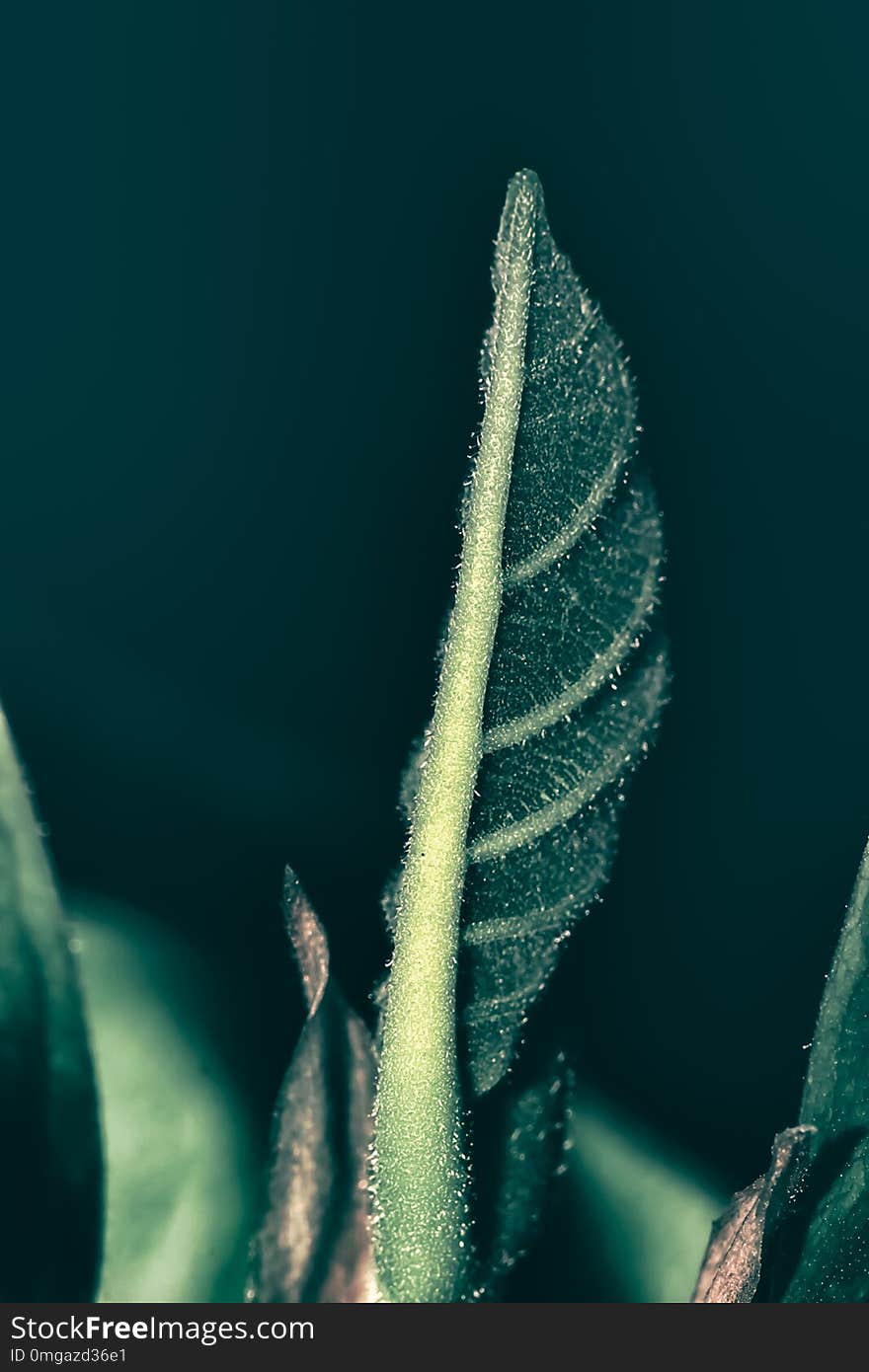 Closeup of green leaf background