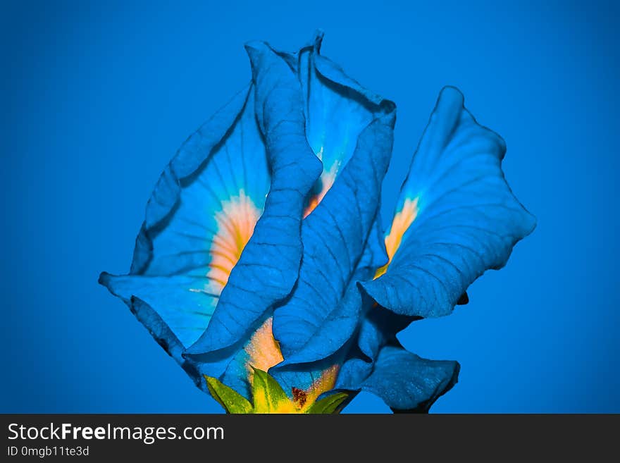 Blue flower on blue background. Blue flower on blue background