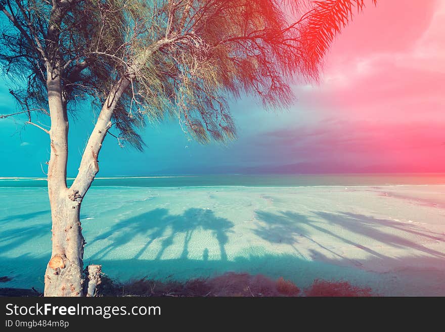 Dead sea shore. Tree on the beach. Ein Bokek, Israel. Dead sea shore. Tree on the beach. Ein Bokek, Israel