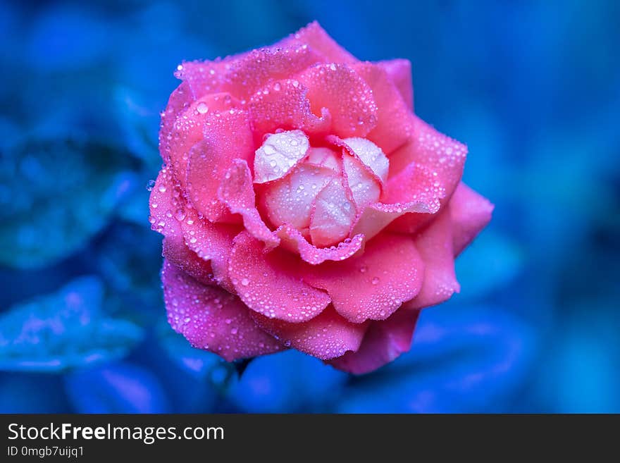 Morning dew on a rose flower