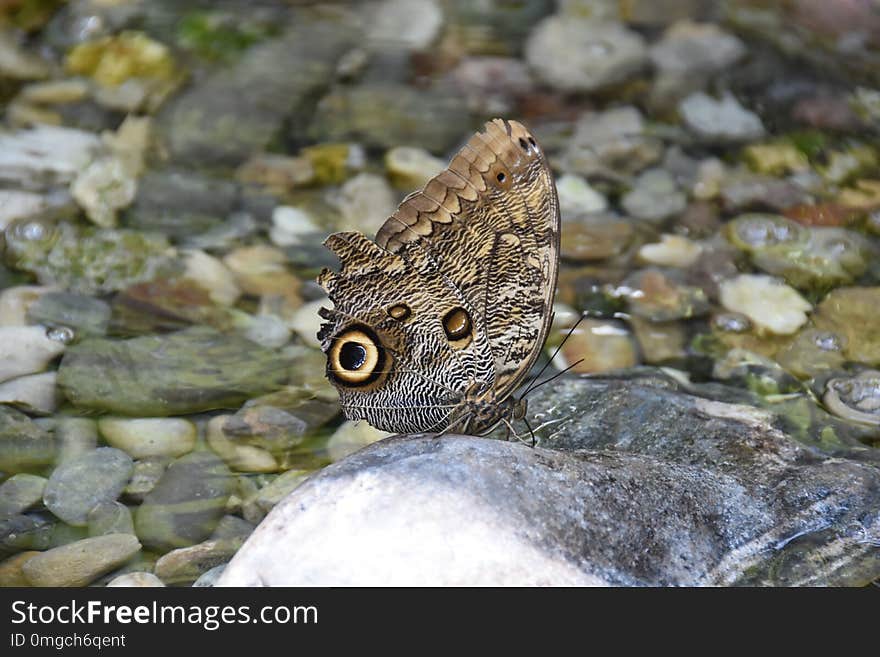 Butterfly On A Flower