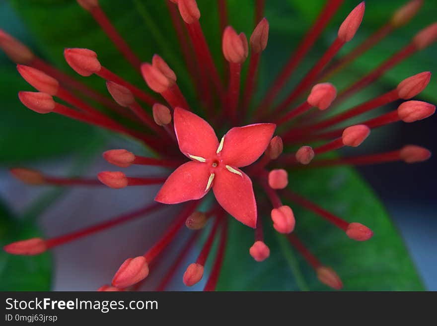 Ixora flowers and buds