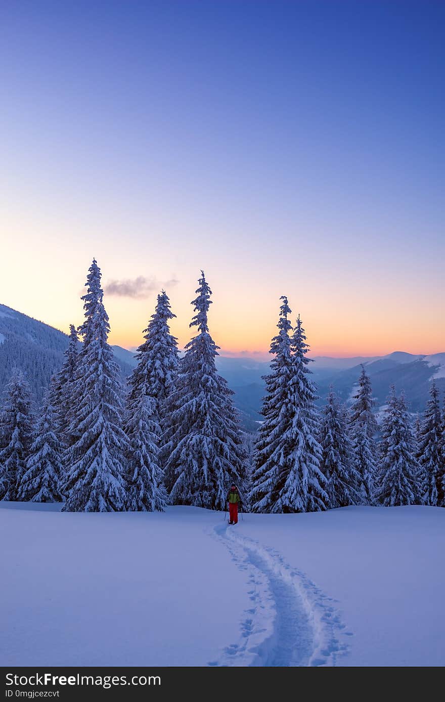 Adventurer is walking in snowshoes among huge pine trees covered with snow during sunset. Epic winter travel in the mountains.