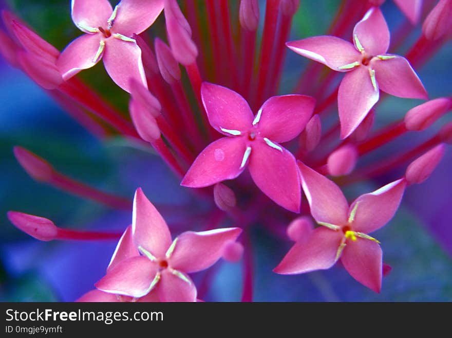 Ixora flowers and buds