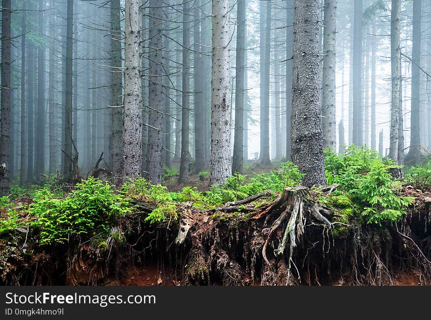 Mystical misty forest after rain. Wallpaper. Texture