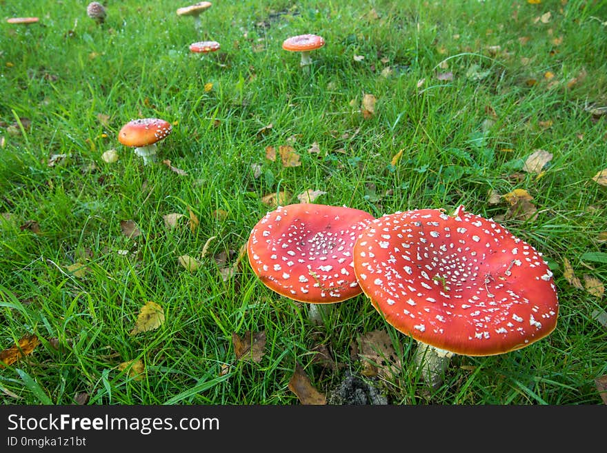 A amanita muscaria red mushroom close up in the forest. A amanita muscaria red mushroom close up in the forest