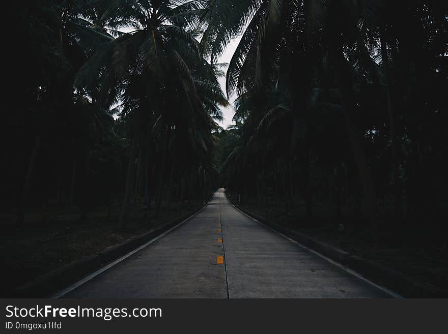 Palm Trees Road in Thailand