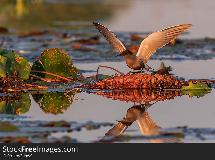 Black tern chlidonias niger