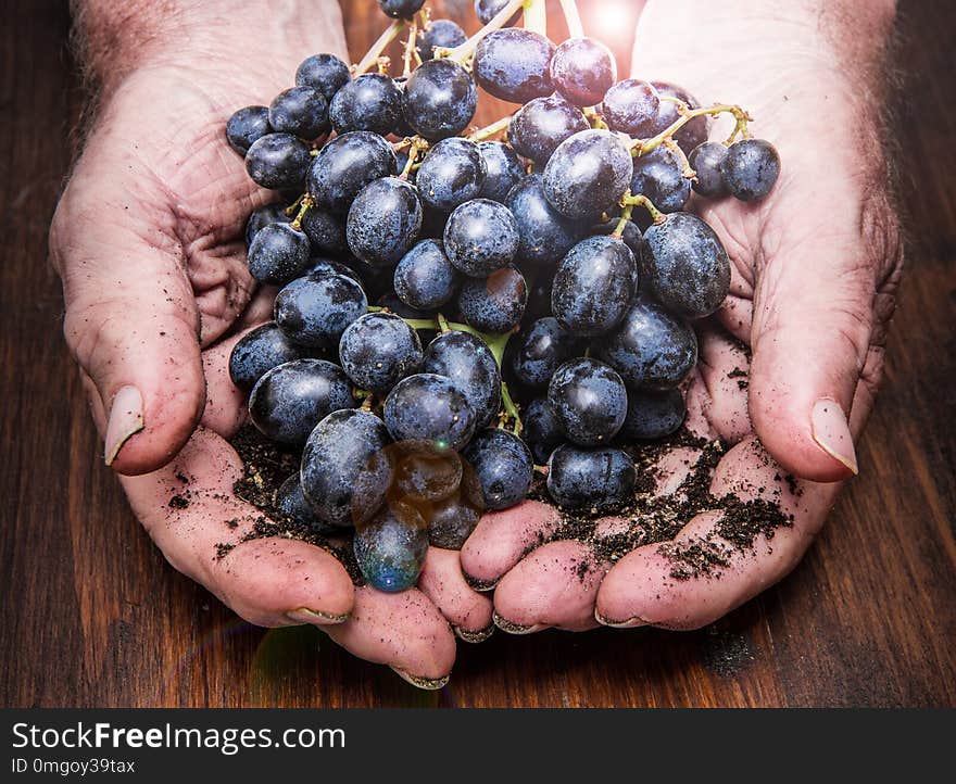 An hands with cluster of black grapes, farming and winemaking concept