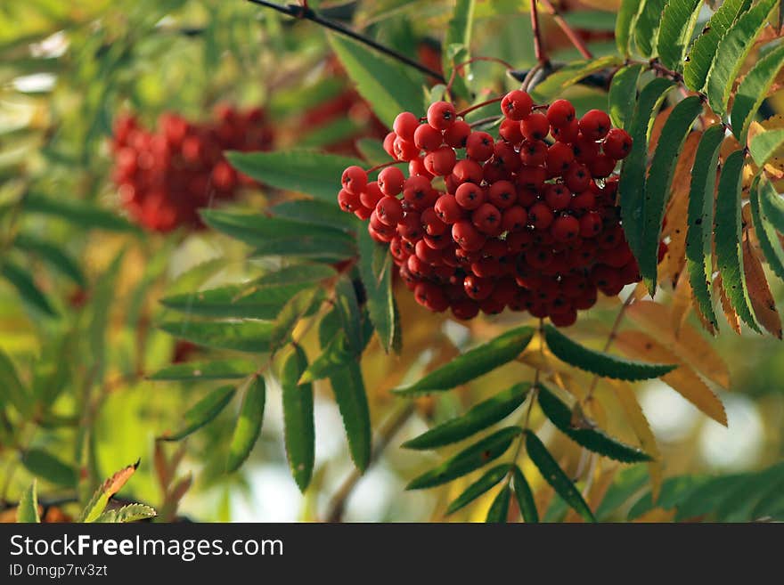 Bright ashberry bunch with green leaves in sunny autumn day. Bright ashberry bunch with green leaves in sunny autumn day