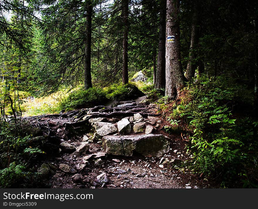 Landscape background Stone hiking trail goes through the woods