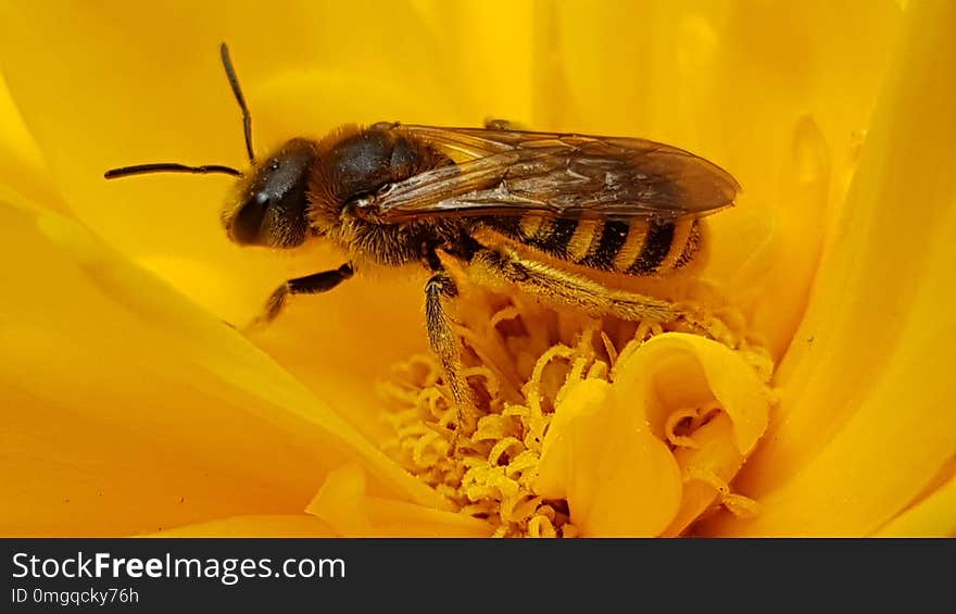 Bee