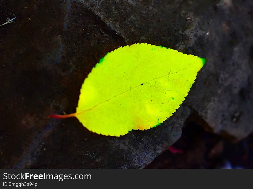 Yellow leaf on pavement