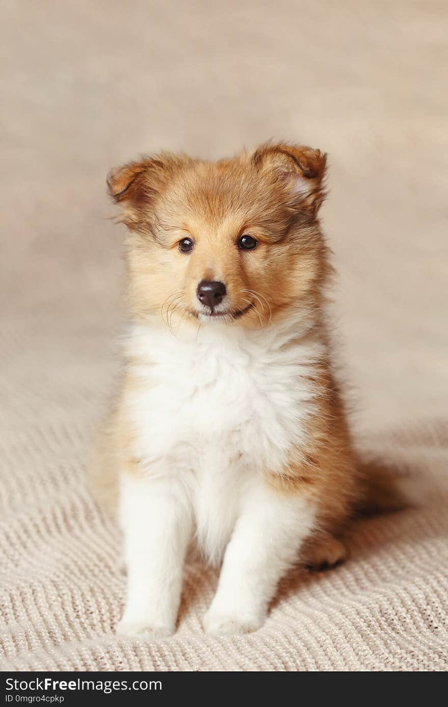 Shetland sheepdog. Fluffy sitting sheltie dog puppy