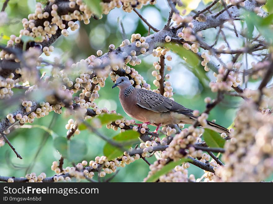 A winter visitor bird always come to Thailand every year during winter season between September to March. Easily find in a city park.This shot captured from the land yard of community school in Samutprakan,Thailand on September 21,2018. A winter visitor bird always come to Thailand every year during winter season between September to March. Easily find in a city park.This shot captured from the land yard of community school in Samutprakan,Thailand on September 21,2018.