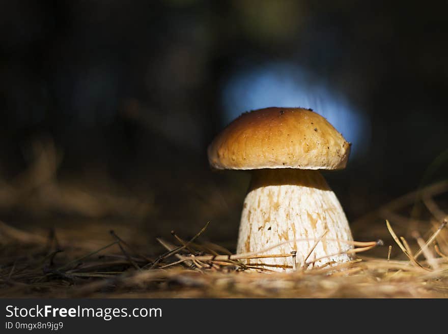 Cep mushroom shining in sun rays, dark forest on background. Boletus grow in darkness wood. Beautiful edible autumn big raw bolete. Cep mushroom shining in sun rays, dark forest on background. Boletus grow in darkness wood. Beautiful edible autumn big raw bolete