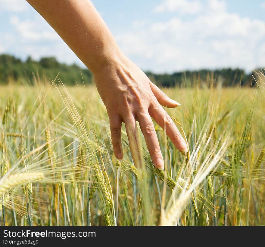 Female hand touching rye.