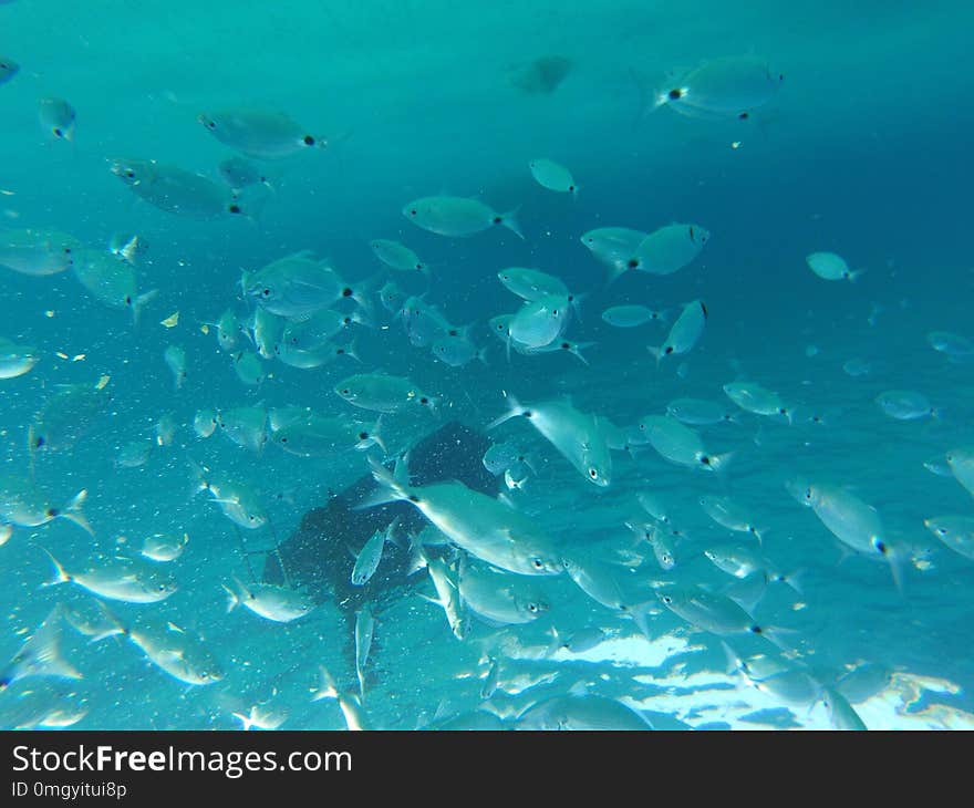 Underwater in the paradise of mallorca