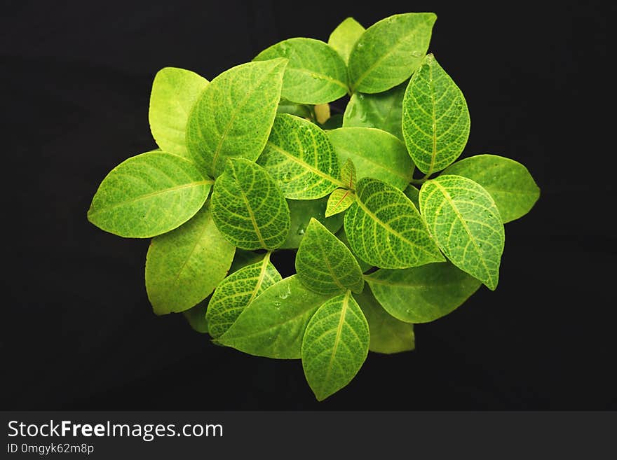 PSEUDERANTHEMUM CARRUTHERSII