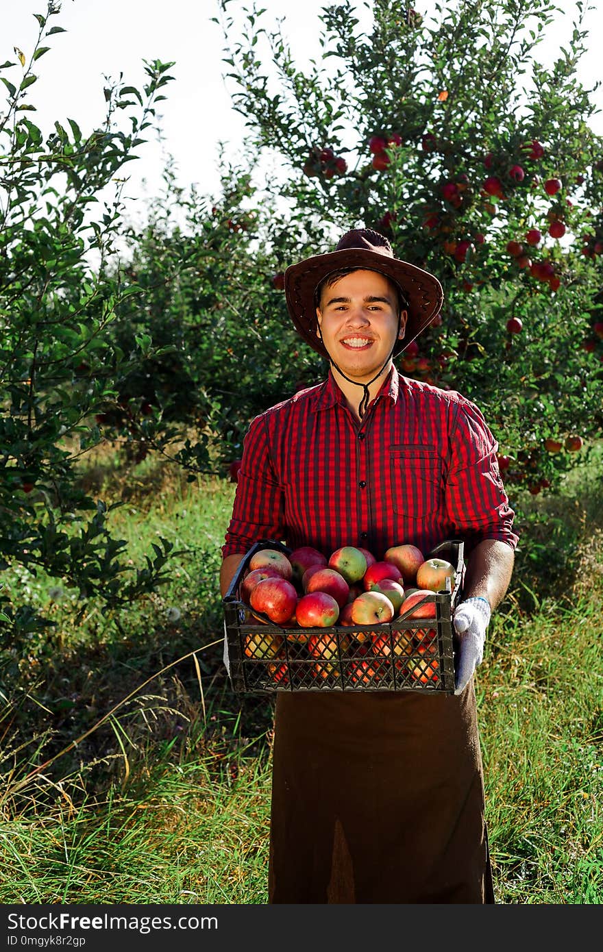 Young happy man in the garden collect ripe apples. A worker in the garden with a box of apples in his hands. Young happy man in the garden collect ripe apples. A worker in the garden with a box of apples in his hands.