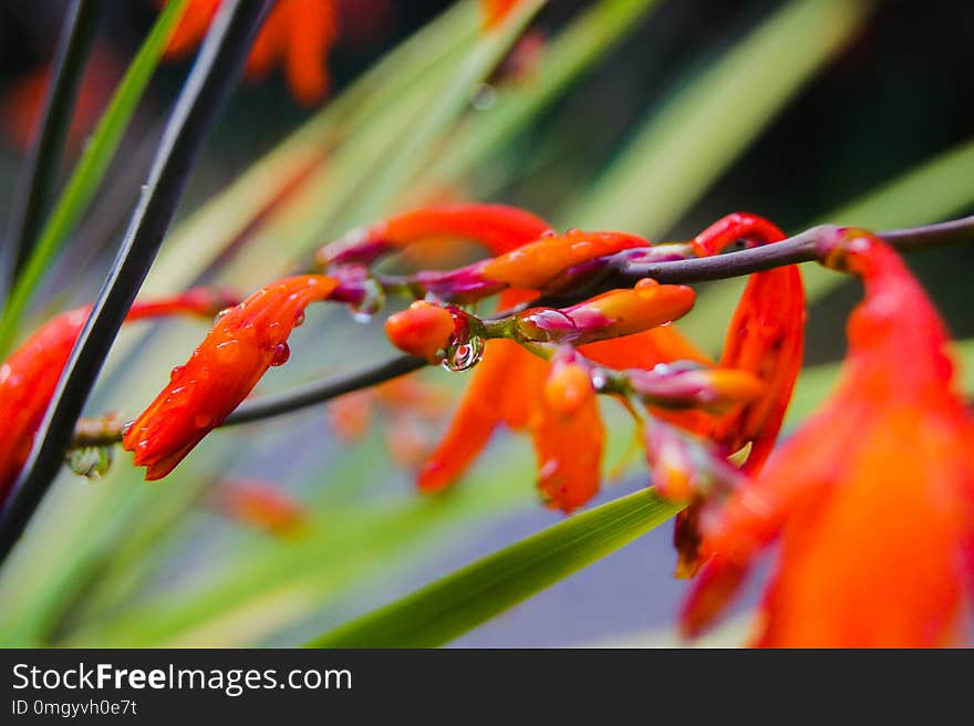 Crocosmia Lucifer