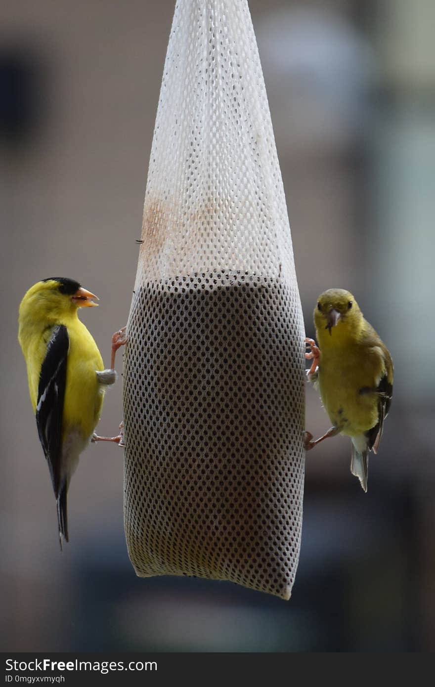 Two Yellow finch birds at a finch sock feeder during a summer day. Two Yellow finch birds at a finch sock feeder during a summer day.