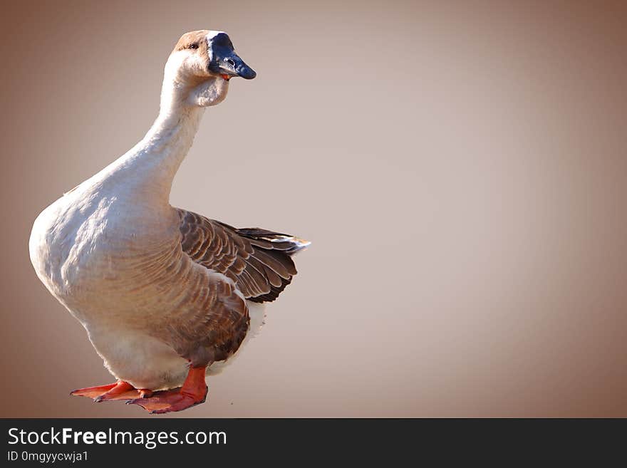 Beautiful gray goose on a gray background