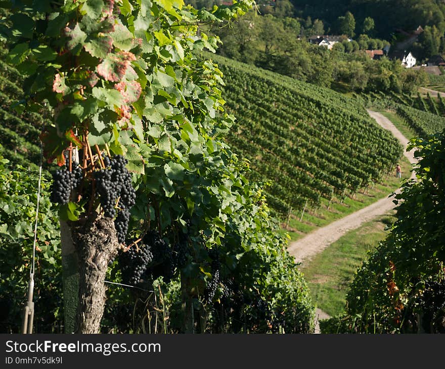 Grape fields with a blue sky. Harvest time.