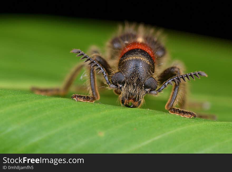 Hairy and colorful Checkered Beetle