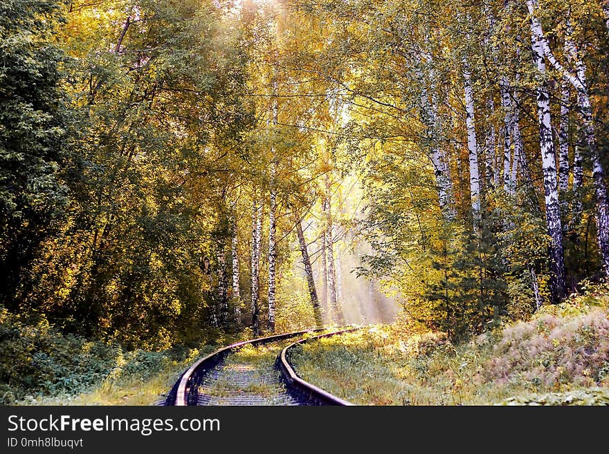 Yellow bright leaves in sunlight. Golden autumn. The rays of the Sun fall on the leaves. Colorful leaves of Rowan