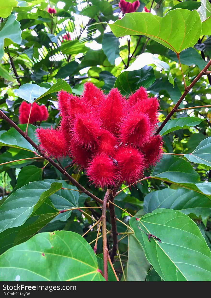 A Kind Of Beautiful Flower In Vietnam