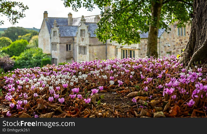 Carpet of pink and white cyclamen flowers on woodland floor with out of focus English Manor House in background. Carpet of pink and white cyclamen flowers on woodland floor with out of focus English Manor House in background