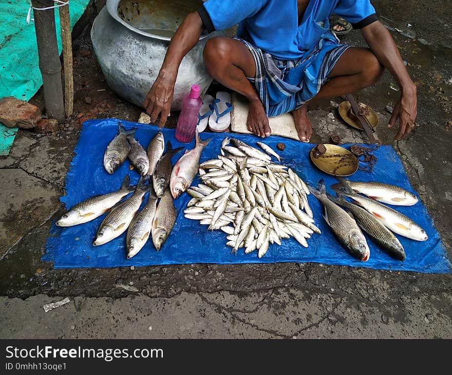 Sealing Fish On Footpath