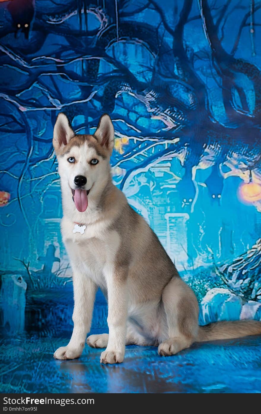 Husky four month puppy on dark blue holiday background