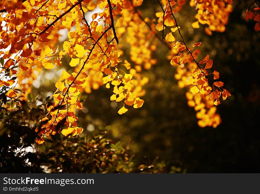 Autumn in Zhengzhou does not have the beautiful scenery of maple leaves, but it has a unique autumn color. Westerly wind swept over the canopy of the Chinese parasol tree, shaking a few times, the shining leaves hovering to the ground, the ground suddenly had a piece of gold. Autumn in Zhengzhou does not have the beautiful scenery of maple leaves, but it has a unique autumn color. Westerly wind swept over the canopy of the Chinese parasol tree, shaking a few times, the shining leaves hovering to the ground, the ground suddenly had a piece of gold.