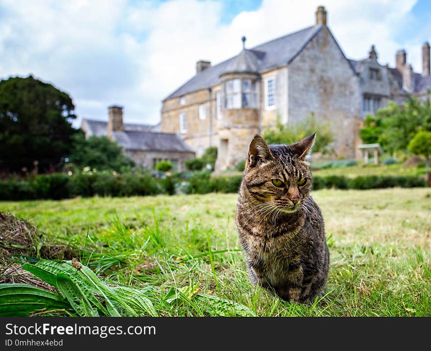 Close up of striking tabby cat with out of focus English Manor House in background