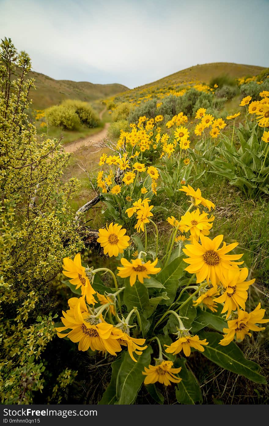 Wild flowers in the foothills above Boise Idaho with a foot path