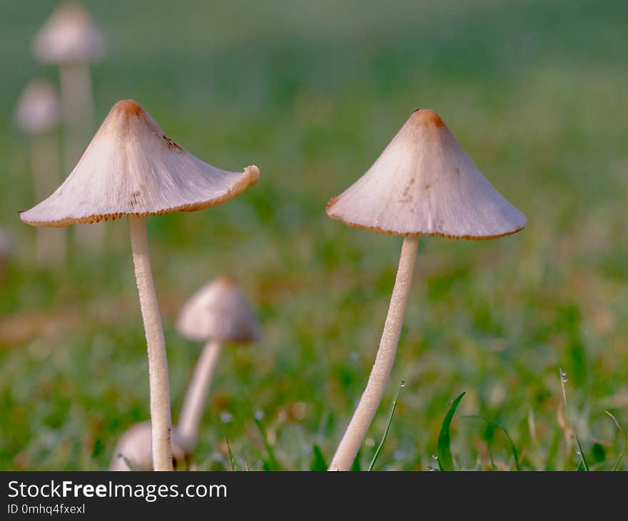 Mushroom In The Nature Background.