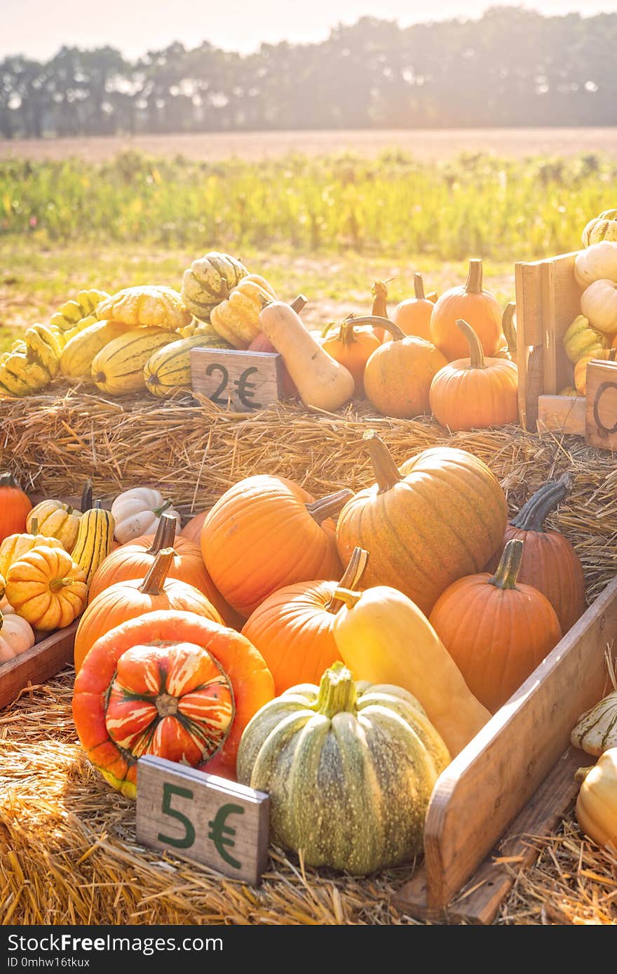 A pleasure for the eyes a pumpkin stall in the village