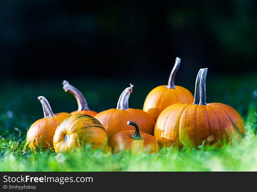 Different kind of pumpkins in garden grass