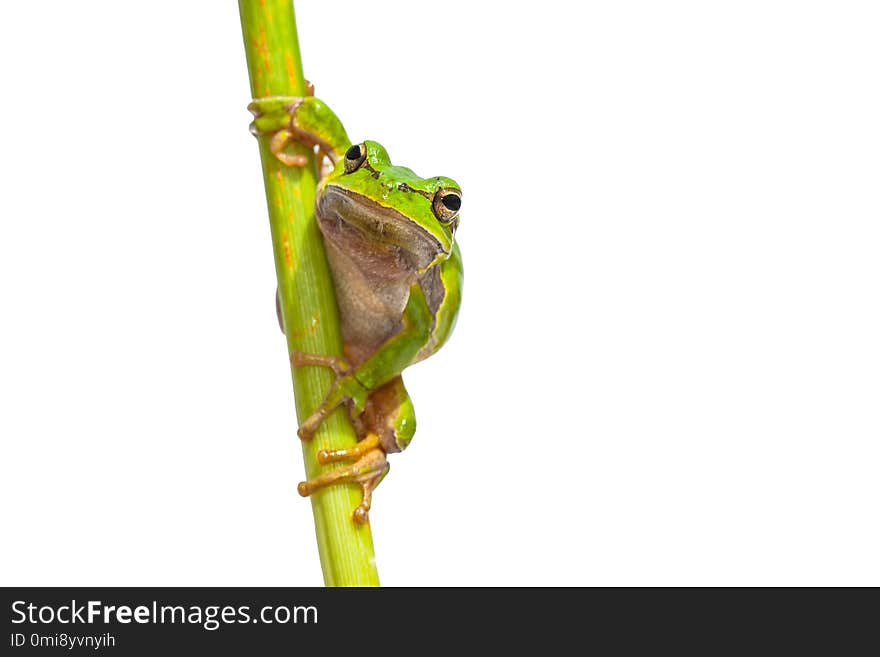 Green European Tree Frog (Hyla arborea) Looking in the camera while climbing in a vertical stick, isolated on white background. Green European Tree Frog (Hyla arborea) Looking in the camera while climbing in a vertical stick, isolated on white background