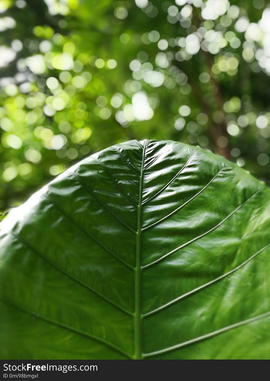 Green Leaf With Beautiful Bokeh