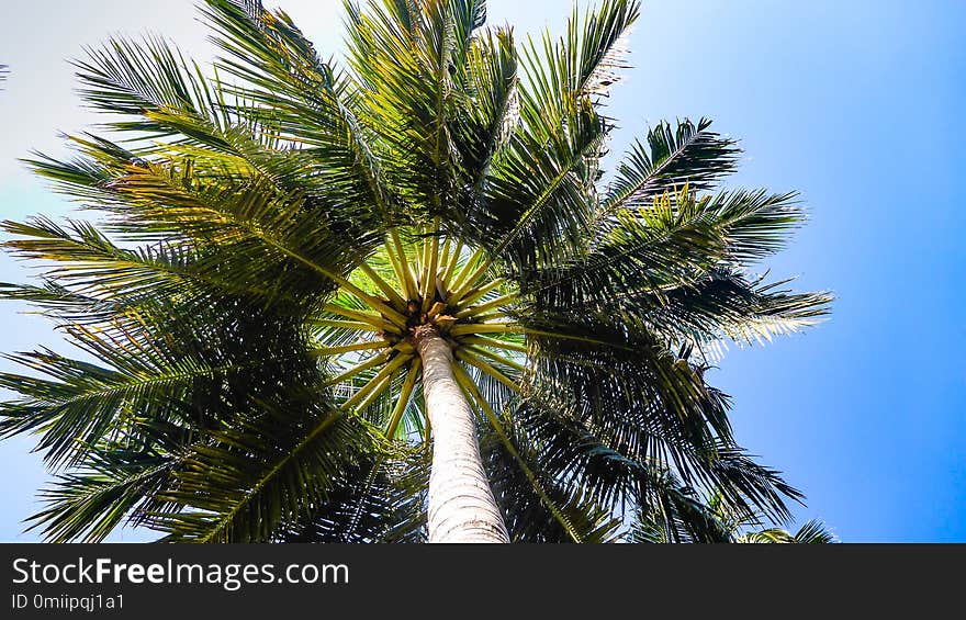 Palm trees on a blue sky view from the bottom, Maldives.