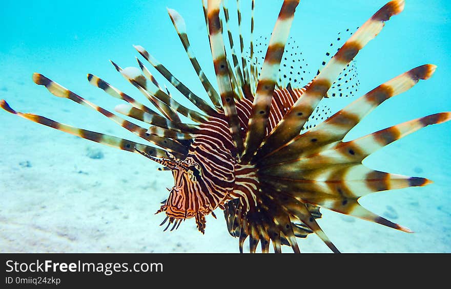 Close-up of a Spotfin Lionfish Pterois Antennata, Maldives.