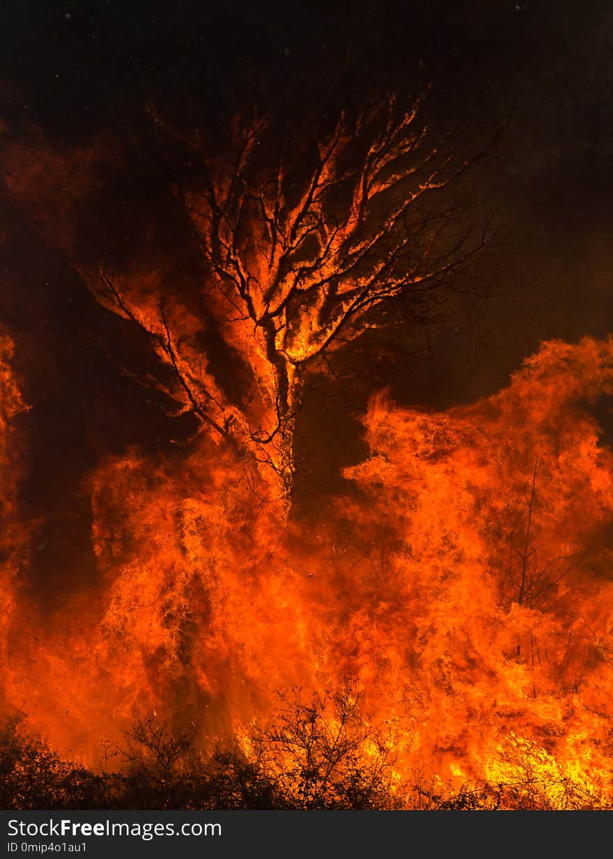 Silhouette of a Tree Swallowed by Flames, Background. Silhouette of a Tree Swallowed by Flames, Background.
