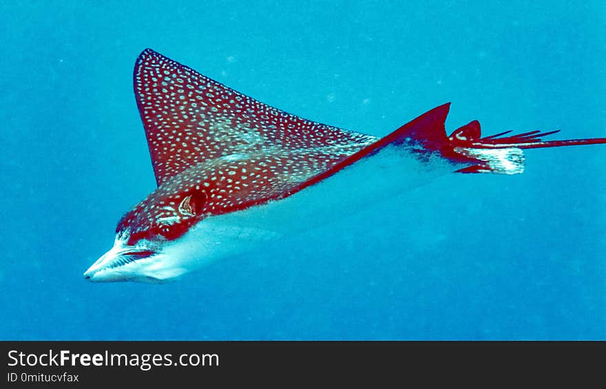 Eagleray closeup in the blue water, Maldives.