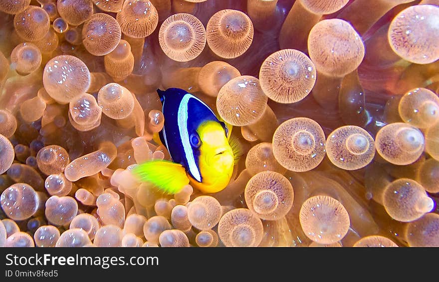 Close up of anemone fish in the maldives.